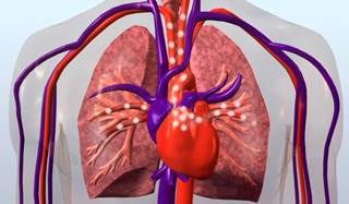 Resveratrol supplements were fount to activate the SIRT1 gene, which delays aging and the development of various diseases. Resveratrol supplements were fount to activate the SIRT1 gene, which delays aging and the development of various diseases.