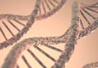 CYP2C19 Gene Not Related to Cardiovascular Outcomes in ACS Patients CYP2C19 Gene Not Related to Cardiovascular Outcomes in ACS Patients
