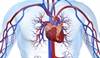 SGLT2 Inhibitors Show High Cardiovascular- and Renal-Protective Effects in T2D SGLT2 Inhibitors Show High Cardiovascular- and Renal-Protective Effects in T2D