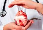 Ex Vivo Heart Perfusion at Warmer Temperatures Preserves Functionality Ex Vivo Heart Perfusion at Warmer Temperatures Preserves Functionality
