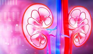 Individuals with CKD and HCV infection achieve high cure rates with newer anti-HCV treatment regiments. Individuals with CKD and HCV infection achieve high cure rates with newer anti-HCV treatment regiments.