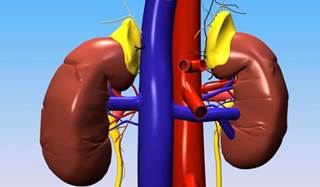 Study in obese canines suggests renal denervation may improve insulin sensitivity. Study in obese canines suggests renal denervation may improve insulin sensitivity.