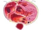 Premature Ventricle Contractions in Heart Failure: A Closer Examination Premature Ventricle Contractions in Heart Failure: A Closer Examination