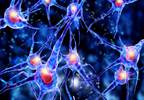 Childhood Cardiovascular Risk Factors Linked to Midlife Cognitive Performance Childhood Cardiovascular Risk Factors Linked to Midlife Cognitive Performance