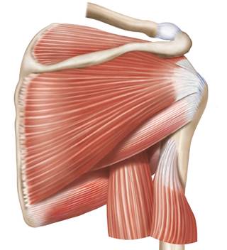 Higher CVD risk scores were associated with greater likelihood of having rotator cuff tendinopathy. Higher CVD risk scores were associated with greater likelihood of having rotator cuff tendinopathy.