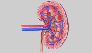 Evidence lacking for support of use of RAS inhibitors in all patients with CAD. Evidence lacking for support of use of RAS inhibitors in all patients with CAD.