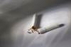 Benefits of Inpatient Smoking Cessation Therapy Post-Myocardial Infarction Benefits of Inpatient Smoking Cessation Therapy Post-Myocardial Infarction