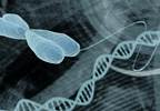 Leukocyte Telomere Length as Potential Biomarker for Atrial Fibrillation Leukocyte Telomere Length as Potential Biomarker for Atrial Fibrillation