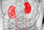Influential Factors in Kidney Transplant Include Social Support, Life Expectancy Influential Factors in Kidney Transplant Include Social Support, Life Expectancy