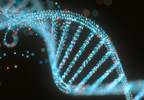 High-Risk <i>APOL1</i> Not Tied to CHD, Stroke in Postmenopausal Black Women High-Risk <i>APOL1</i> Not Tied to CHD, Stroke in Postmenopausal Black Women