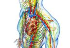 Predicting Progression of Cardiovascular Autonomic Neuropathy in Type 2 Diabetes Predicting Progression of Cardiovascular Autonomic Neuropathy in Type 2 Diabetes