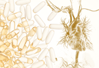 Primary Prevention With Marine Omega-3 Fatty Acids Did Not Modify MACE Risk Primary Prevention With Marine Omega-3 Fatty Acids Did Not Modify MACE Risk