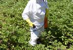 Occupational Exposure to Metals, Pesticides Tied to CVD in Hispanics Occupational Exposure to Metals, Pesticides Tied to CVD in Hispanics