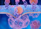Serum Cholesterol Efflux Capacity Inversely Associated With Mortality After MI Serum Cholesterol Efflux Capacity Inversely Associated With Mortality After MI