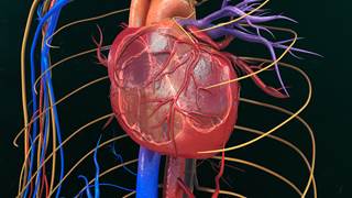 Oncoming right ventricular failure in individuals with pulmonary hypertension can be detected by right ventricular-pulmonary arterial coupling. Oncoming right ventricular failure in individuals with pulmonary hypertension can be detected by right ventricular-pulmonary arterial coupling.