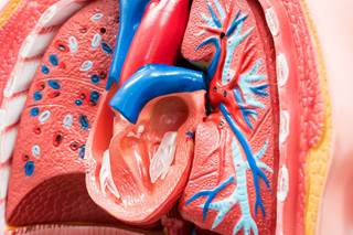 Male sex is linked with RV dysfunction in group 3 pulmonary hypertension after adjusting for RV afterload. Male sex is linked with RV dysfunction in group 3 pulmonary hypertension after adjusting for RV afterload.