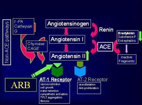 Effects Of Angiotensin Ii Receptor Blockers And Ace