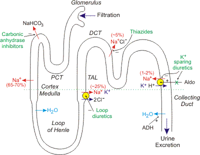 Cardiorenal syndrome in heart failure patients